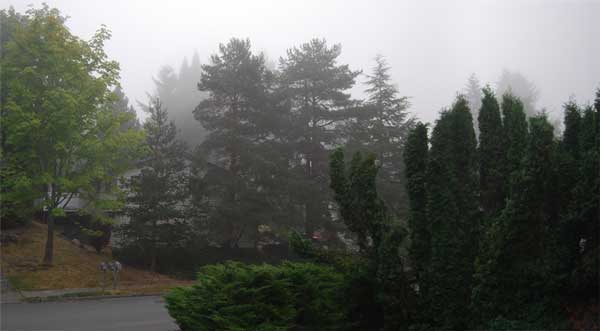 Foggy outside my window