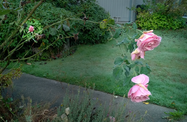 This rose refuses to stop blooming, and it's now October.